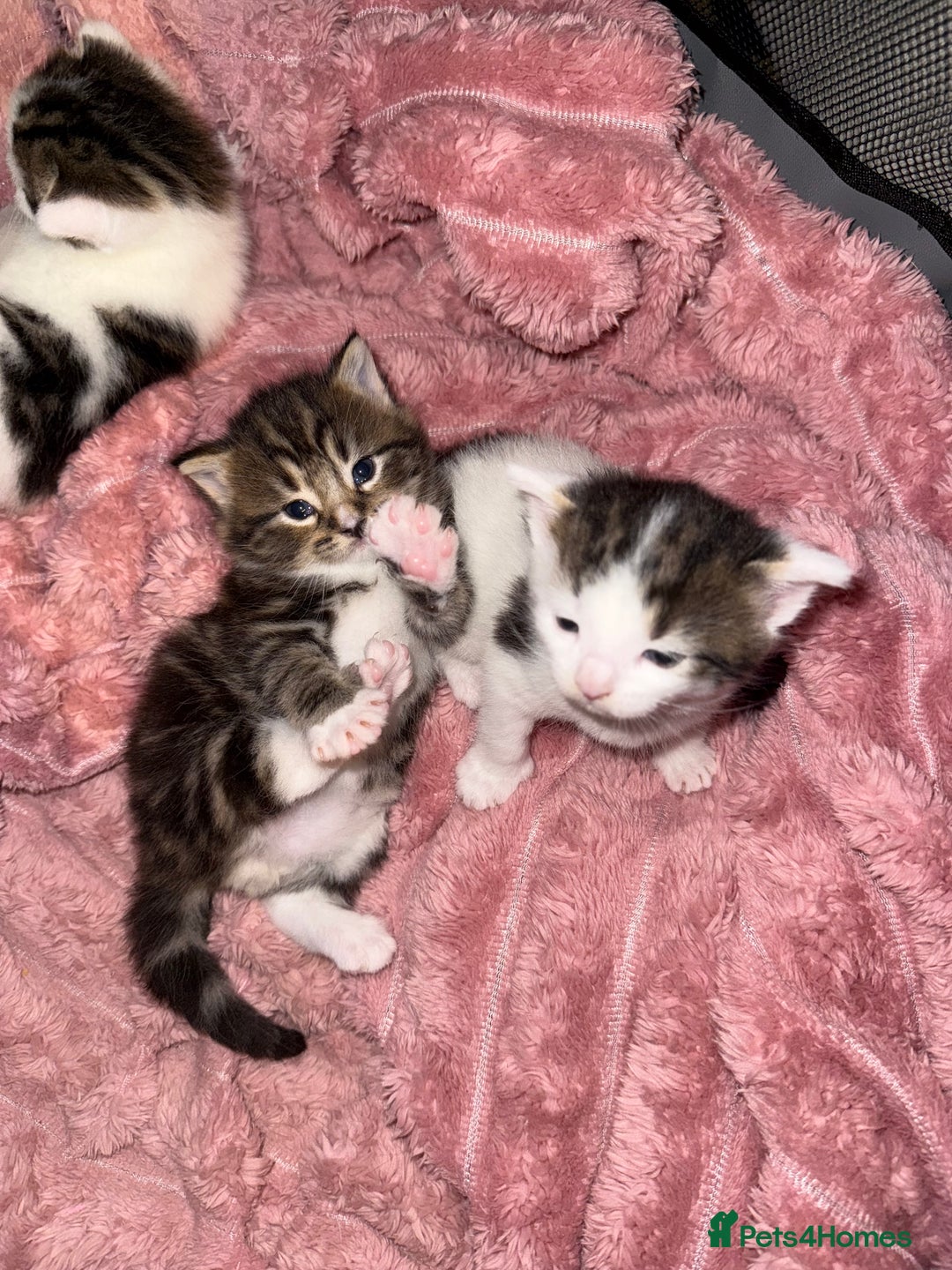 Mixed Breed cats for sale: Tabby and white kittens  - Image 6