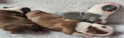 Boston Terrier dogs for sale: Beautiful Boston terrier pups  - Advert 8