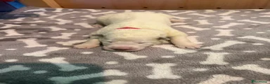 White Swiss Shepherd 2