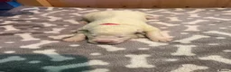 White Swiss Shepherd dogs for sale: Swiss white shepherds puppies  - Advert 11