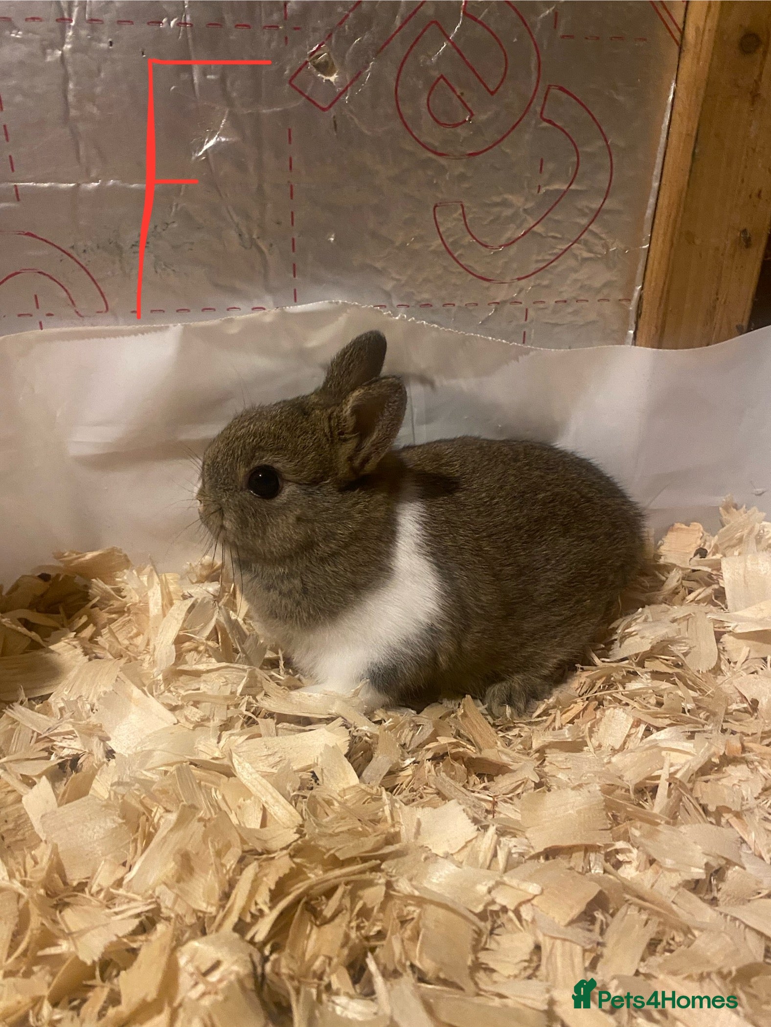 Netherland Dwarf rabbits Pure netherland dwarf babies - Advert 17