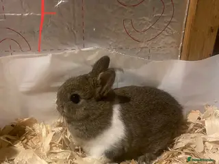 Netherland Dwarf rabbits Pure netherland dwarf babies - Advert 17