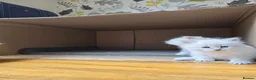 Siberian cats for sale: 4 Siberian Neva Masquerade kittens for seal - Advert 7