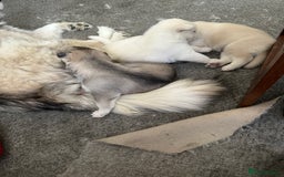 Siberian Husky dogs for sale: Pure breed Husky Puppies born 04/07/2025 - Image 8