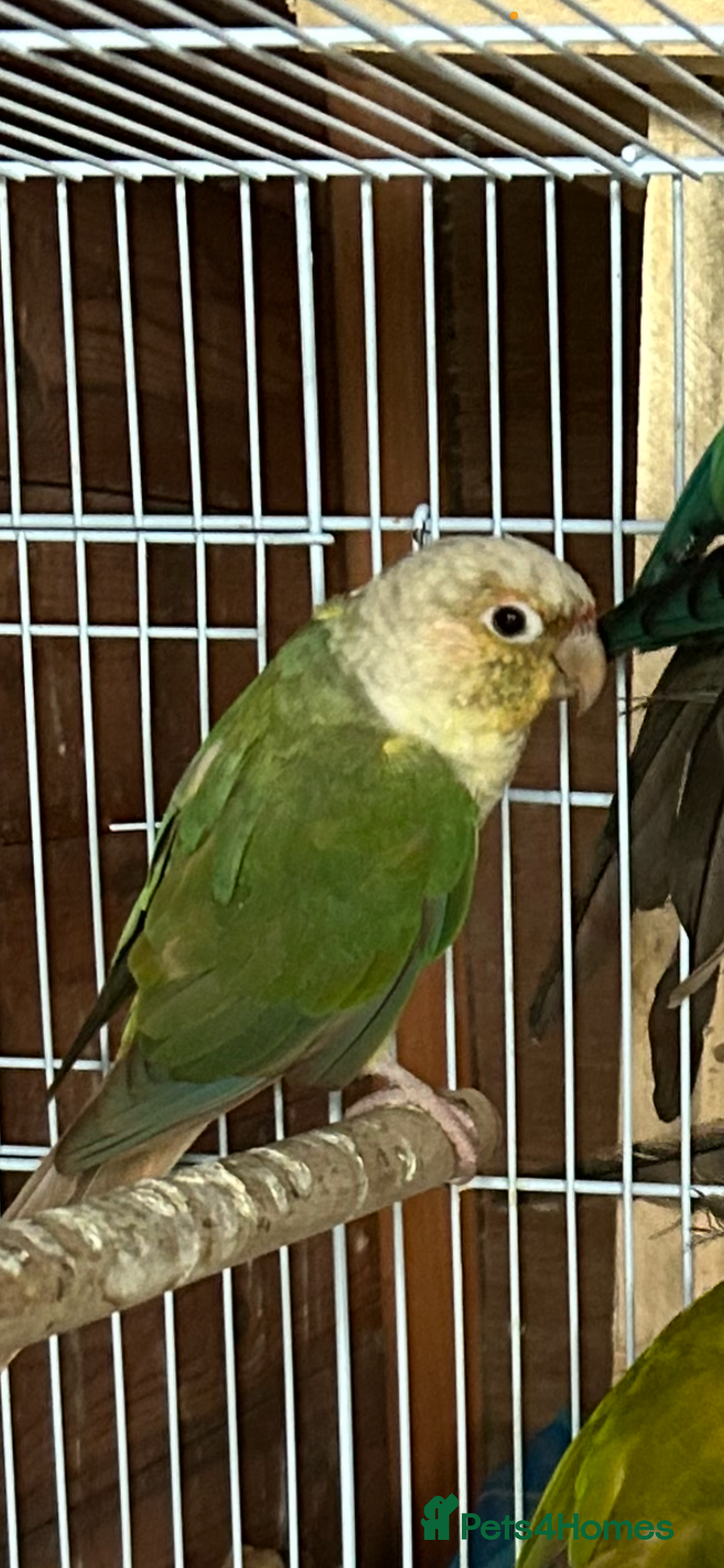 Ringnecks birds for sale: Ringnick proven breeding pairs  - Advert 6