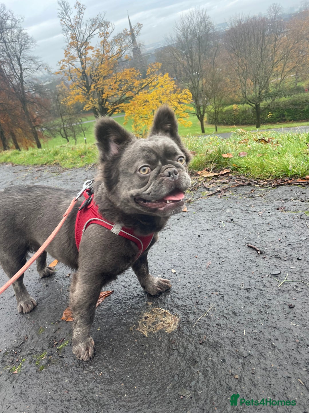 French Bulldog dogs for sale: 3 year old fluffy French bulldog  - Advert 2