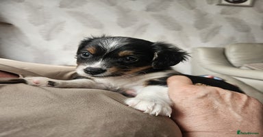 Mixed Breed dogs - Advert 4