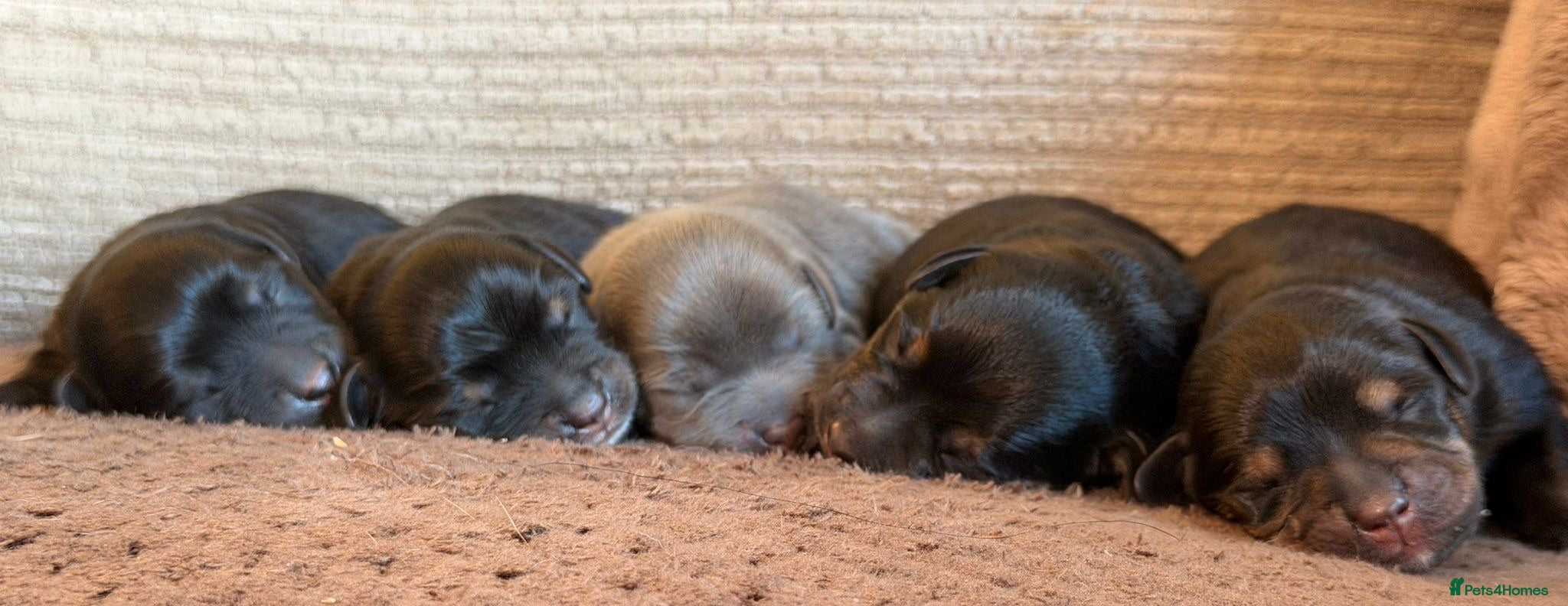 Mixed Breed dogs Dachshund X Pomeranian puppies  - Advert 2