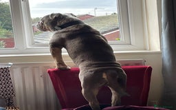 Dorset Olde Tyme Bulldogge dogs for stud: Brock - Image 29
