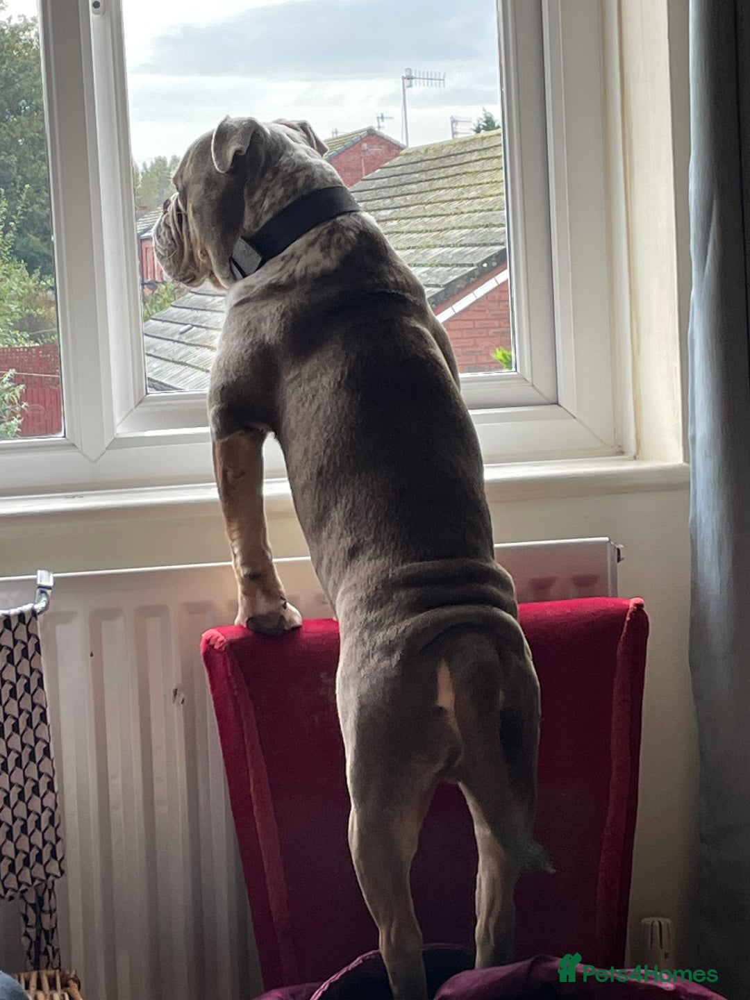 Dorset Olde Tyme Bulldogge dogs for stud: Brock - Image 29