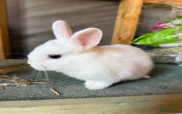 Mixed Breed rabbits for sale: Young mixed breed bunny - Image 1