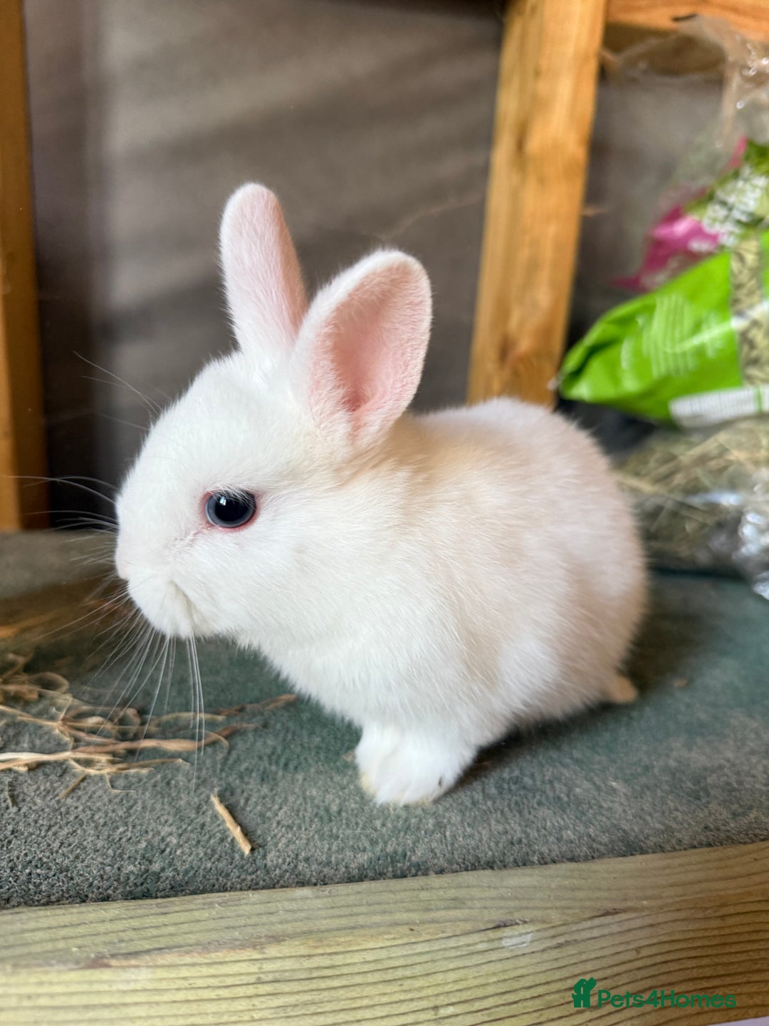 Mixed Breed rabbits for sale: Young mixed breed bunny - Image 1