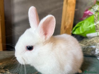 Mixed Breed rabbits - Advert 26