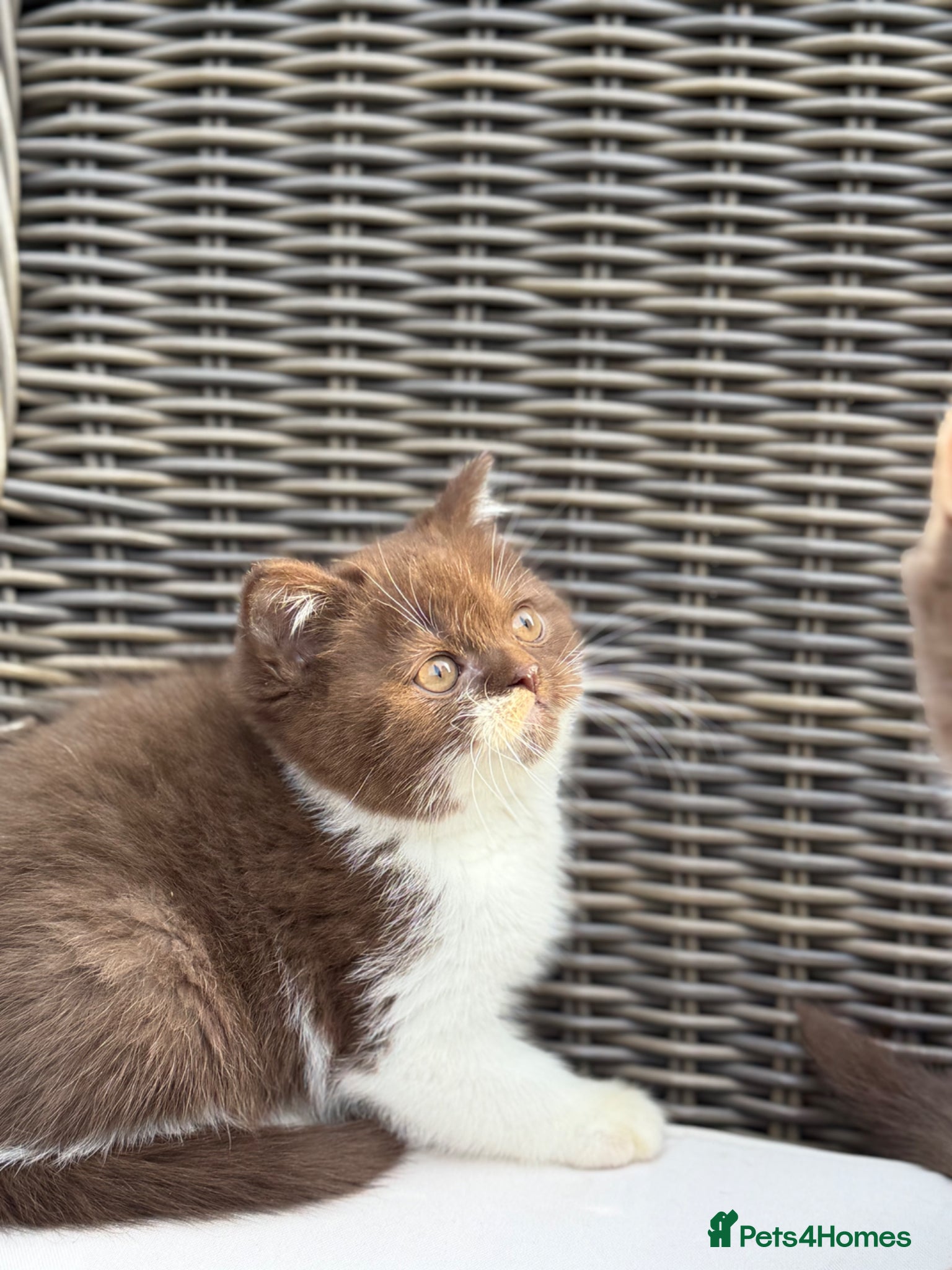 British Shorthair cats Full Pedigree/Registered BSH from £995 - Advert 1