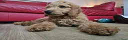 Goldendoodle dogs for sale: Billie - Gorgeous goldendoodle puppy in Chesterfield - Advert 8