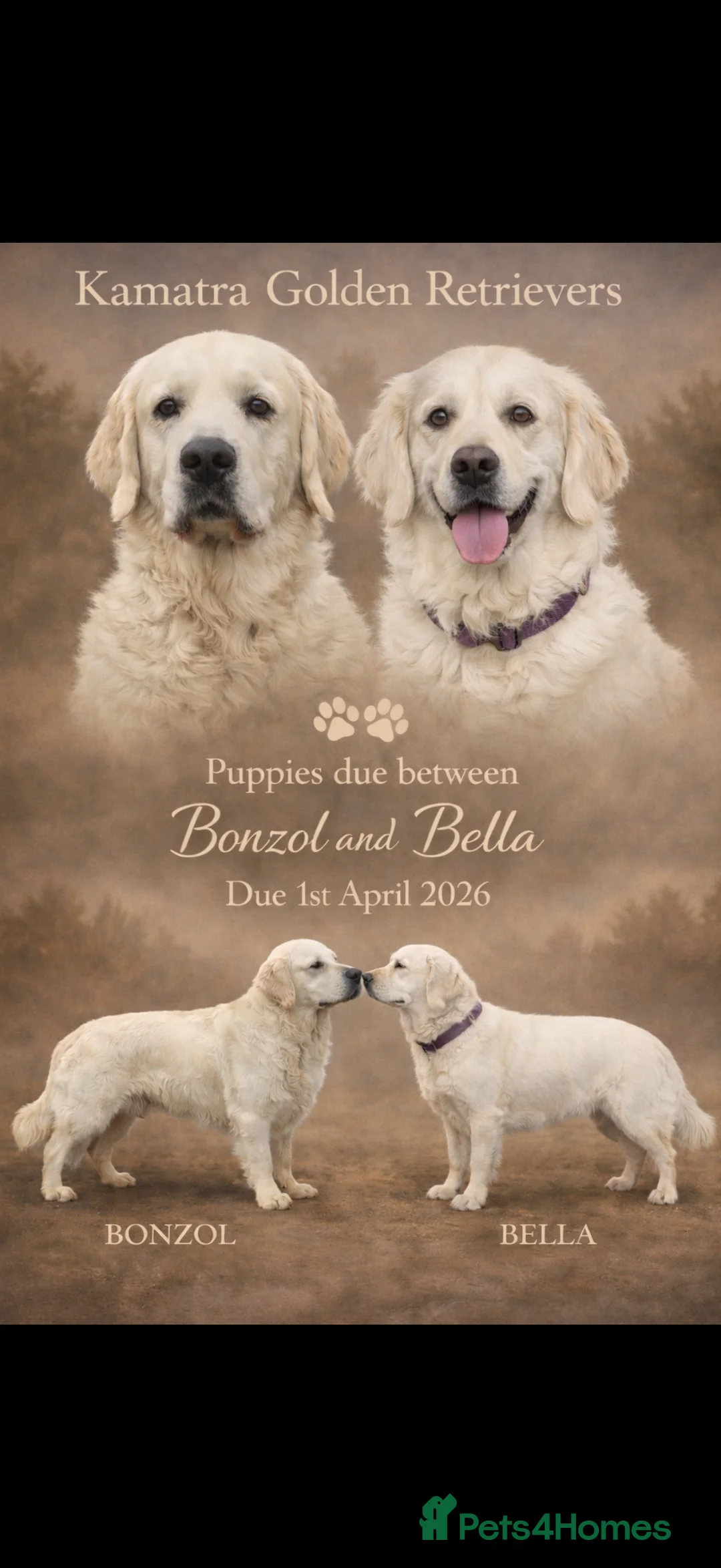 Golden Retriever dogs for sale: KC WHITE RETRIEVERS FULLY HEALTH TESTED  - Advert 1