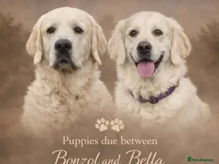 Golden Retriever dogs KC WHITE RETRIEVERS FULLY HEALTH TESTED - Advert 4