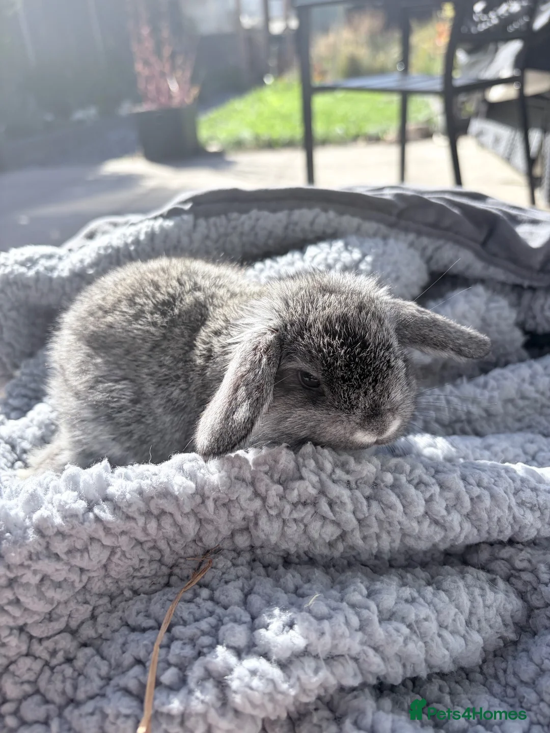Mini Lop rabbits for sale: Male bunny available - Advert 2