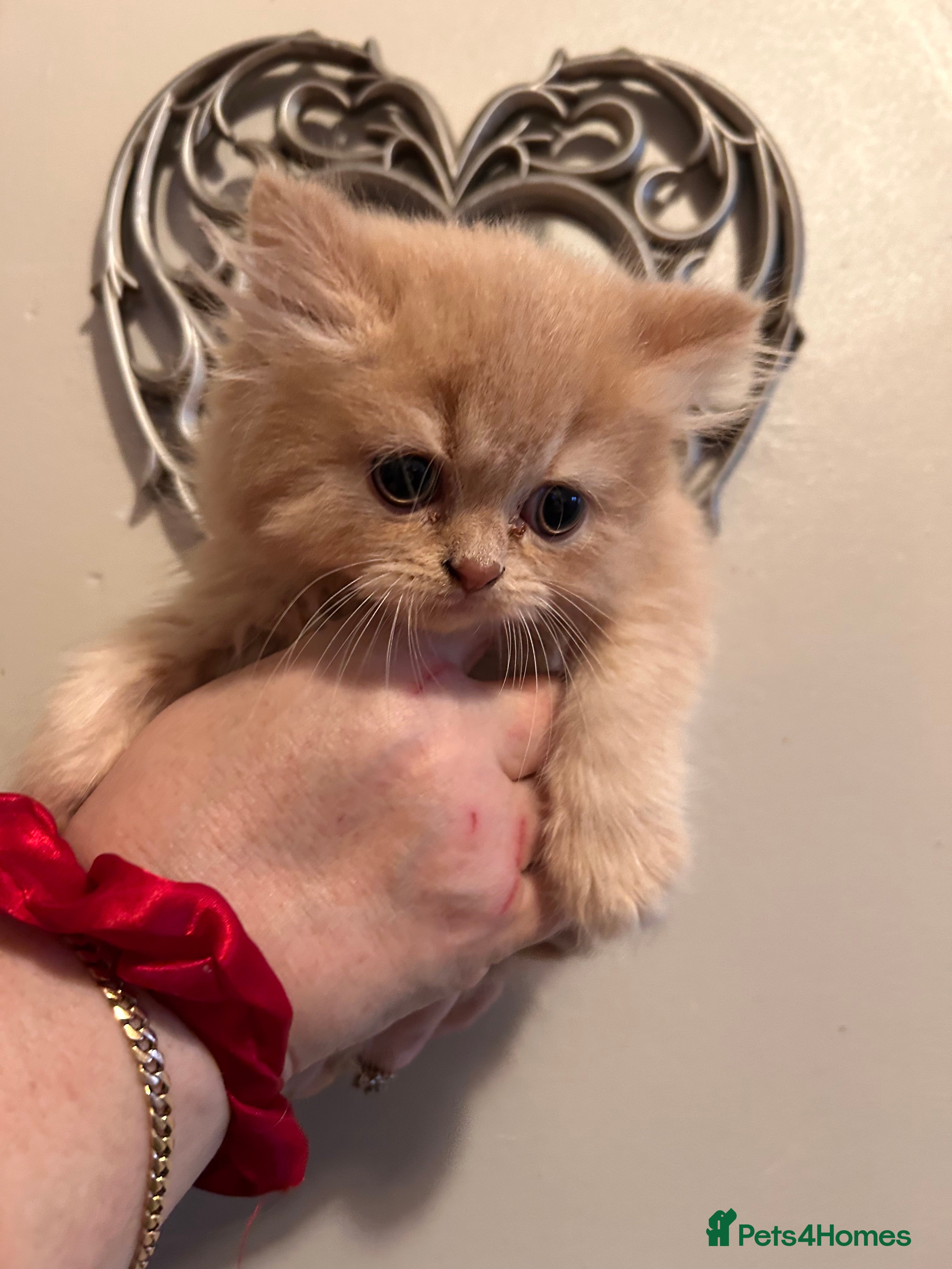 British Shorthair cats Show worthy British short hair with long hair gene - Advert 1