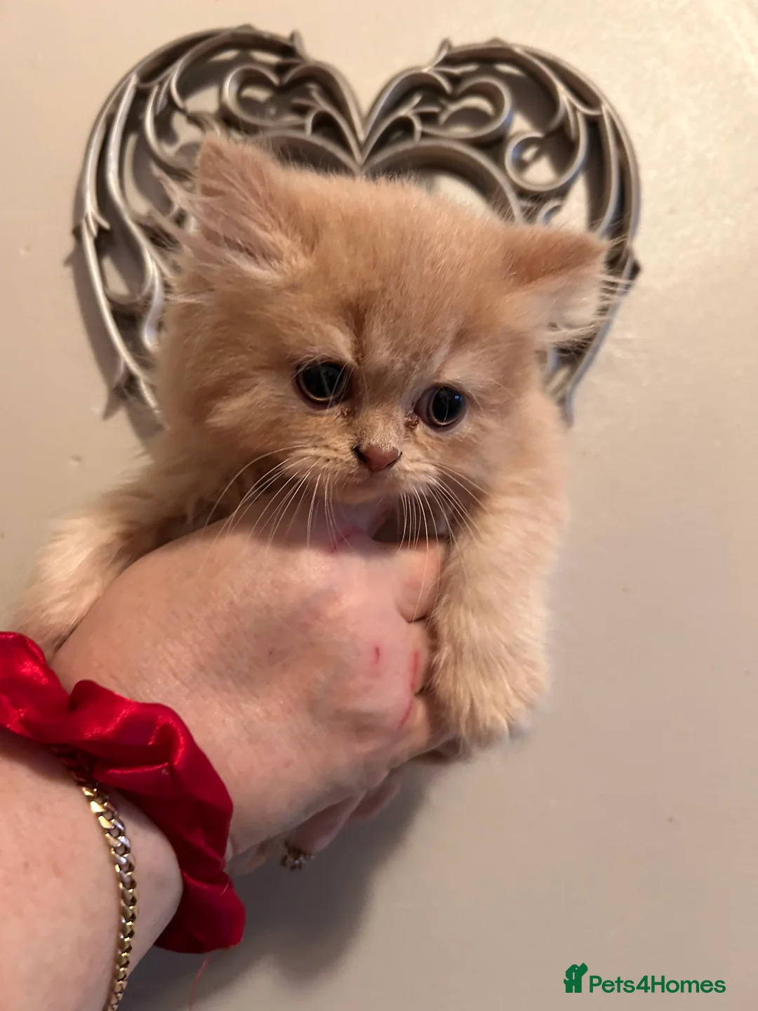 British Shorthair cats for sale: Show worthy British short hair with long hair gene - Advert 1