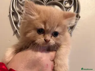 British Shorthair cats Show worthy British short hair with long hair gene - Advert 1