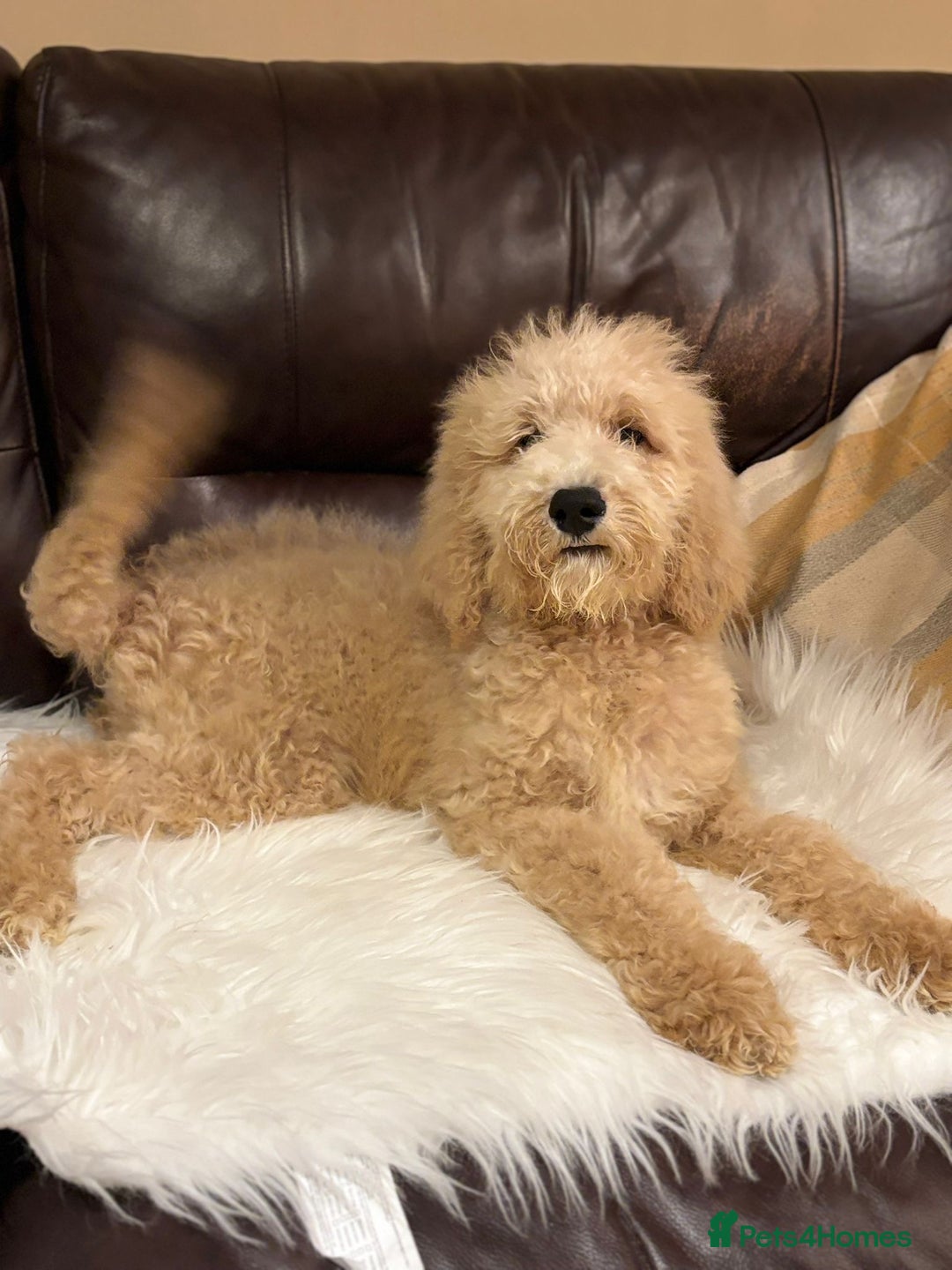 Bernedoodle dogs for sale: Ready Now Bernedoodle standard fluffy teddy bears - Advert 5