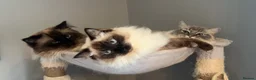Ragdoll cats for sale: 3 female ragdoll kittens  - Advert 3