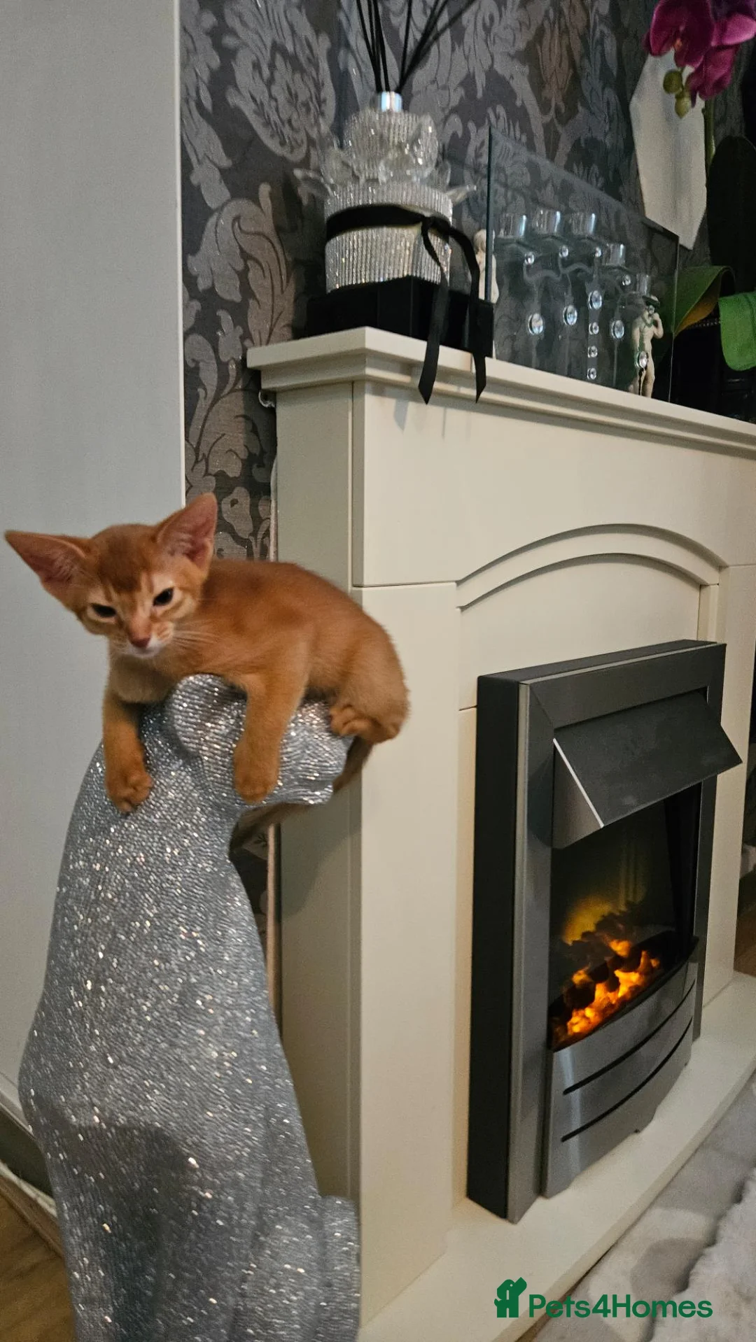Abyssinian cats for sale: Abyssinian kittens for sale - Advert 2