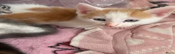 Mixed Breed cats for sale: Beautiful kittens  - Advert 36