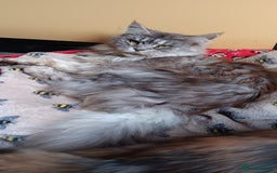 Maine Coon cats for sale: Two Maine Coon Boys  - Image 5