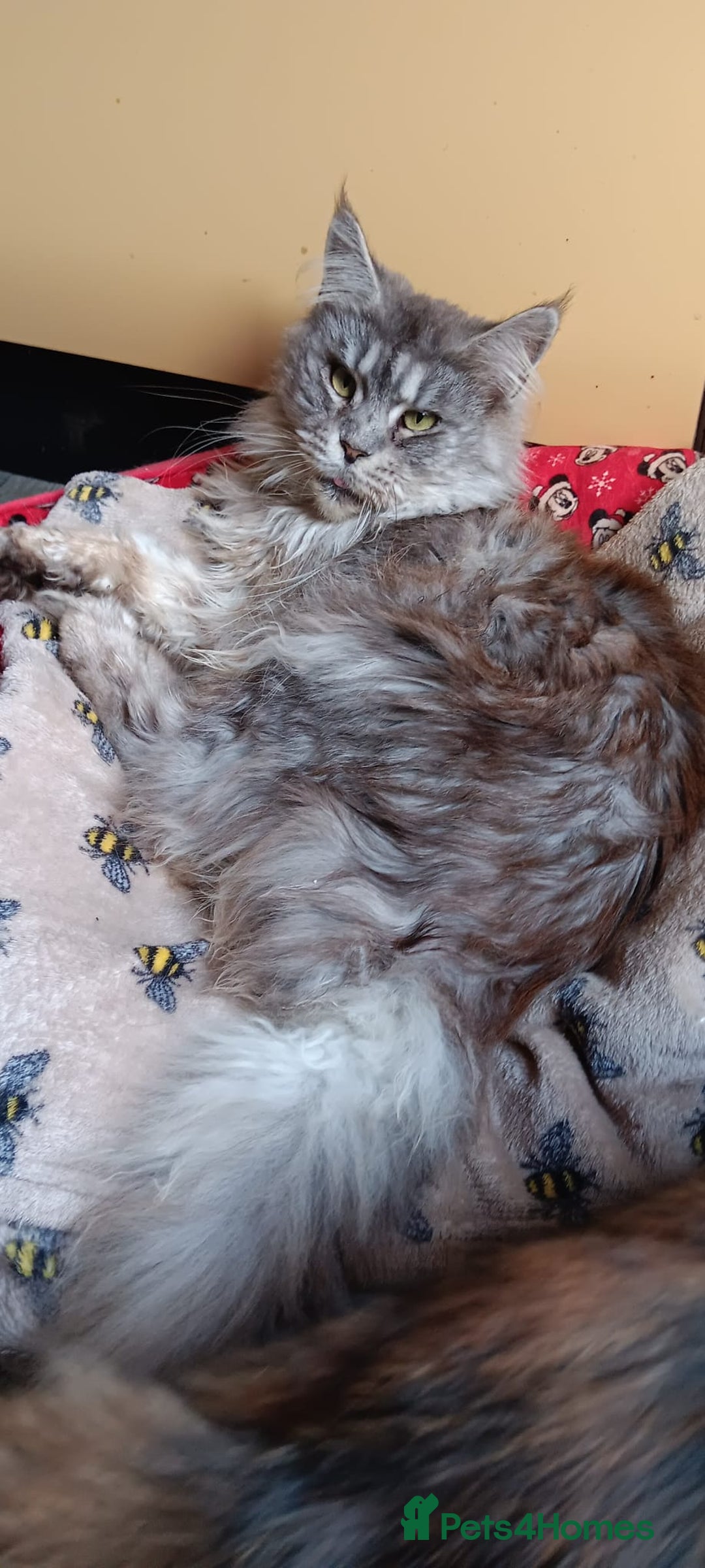 Maine Coon cats for sale: Two Maine Coon Boys  - Image 5