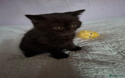 British Shorthair cats for sale: 5 British Shorthair Kittens For Sale - Image 5