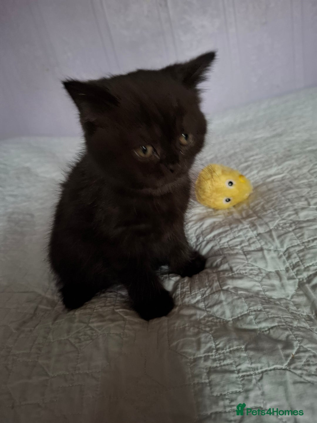 British Shorthair cats for sale: 5 British Shorthair Kittens For Sale - Image 5