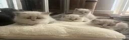 Siberian cats for sale: Neva Masquerade Siberian  - Advert 5