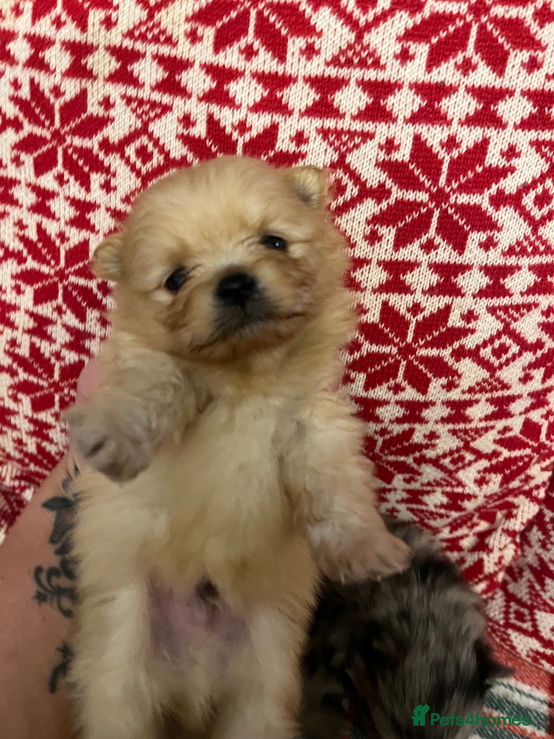 Pomeranian dogs for sale: Stunning Pomeranian puppys - Advert 6