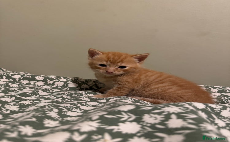 Munchkin cats - Advert 1