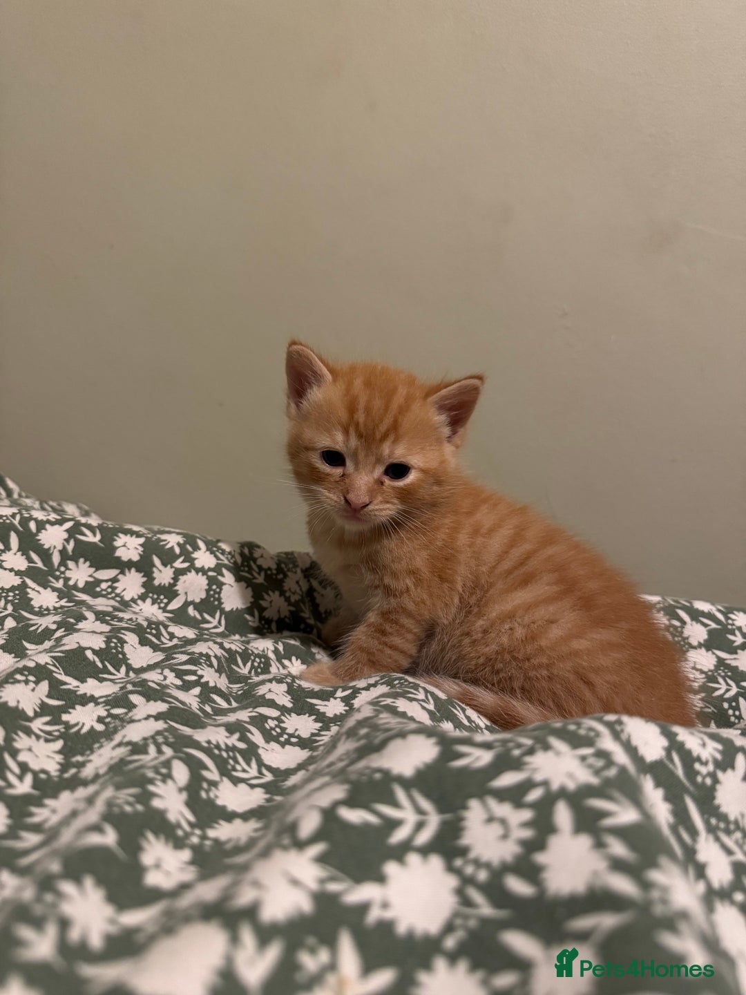 Munchkin cats for sale: 3 ginger male kittens  - Image 1