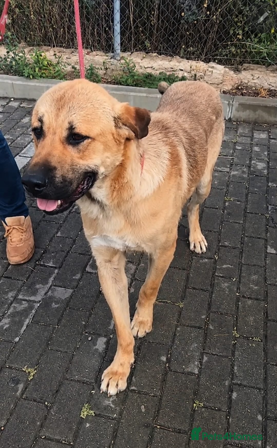 Mixed Breed dogs Jony: Your Daily Dose of Pure Sunshine ☀️🐾 - Advert 6
