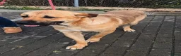 Mixed Breed dogs for adoption: Jony: Your Daily Dose of Pure Sunshine ☀️🐾 - Advert 1