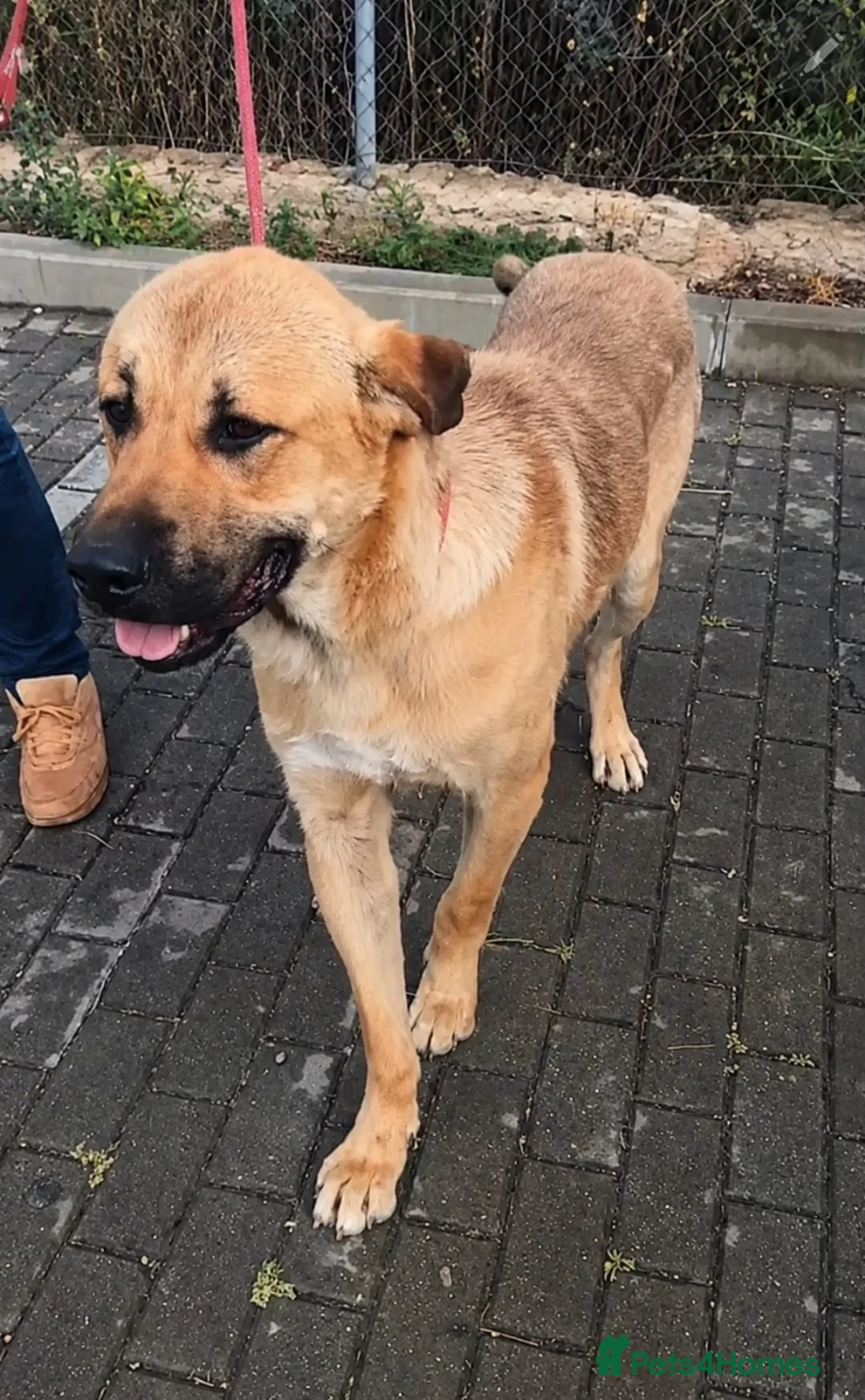 Mixed Breed dogs for adoption: Jony: Your Daily Dose of Pure Sunshine ☀️🐾 - Advert 1