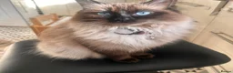 Ragdoll cats for sale: Pure breed healthy Ragdolls  - Advert 12