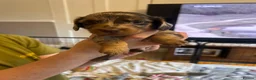 Dachshund dogs for sale: Puppies  - Advert 4