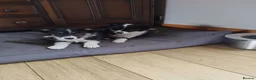 Border Collie dogs for sale: Border collies puppies - Advert 4