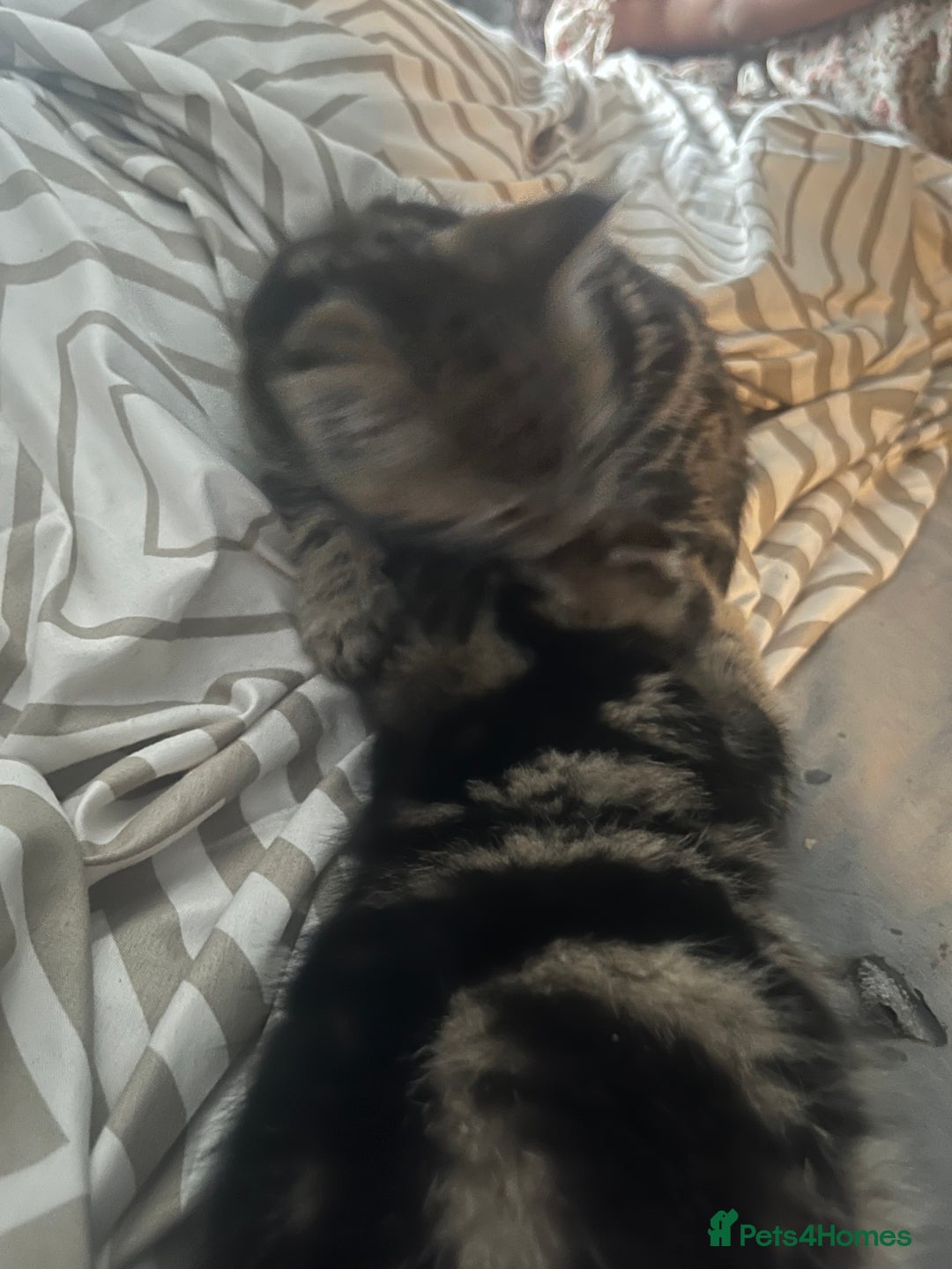 Mixed Breed cats for sale: 8 week old 1 boy 1 girl - Advert 5
