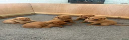 Labrador Retriever dogs for sale: One fox red lab available  in Grimsby - Advert 4