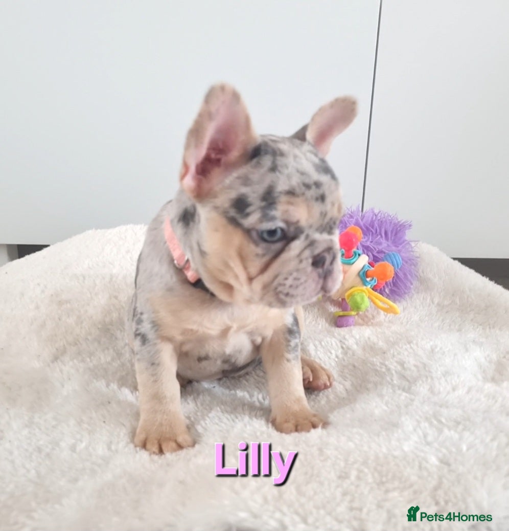 French Bulldog dogs READY NOW French Bulldog puppies  - Advert 1