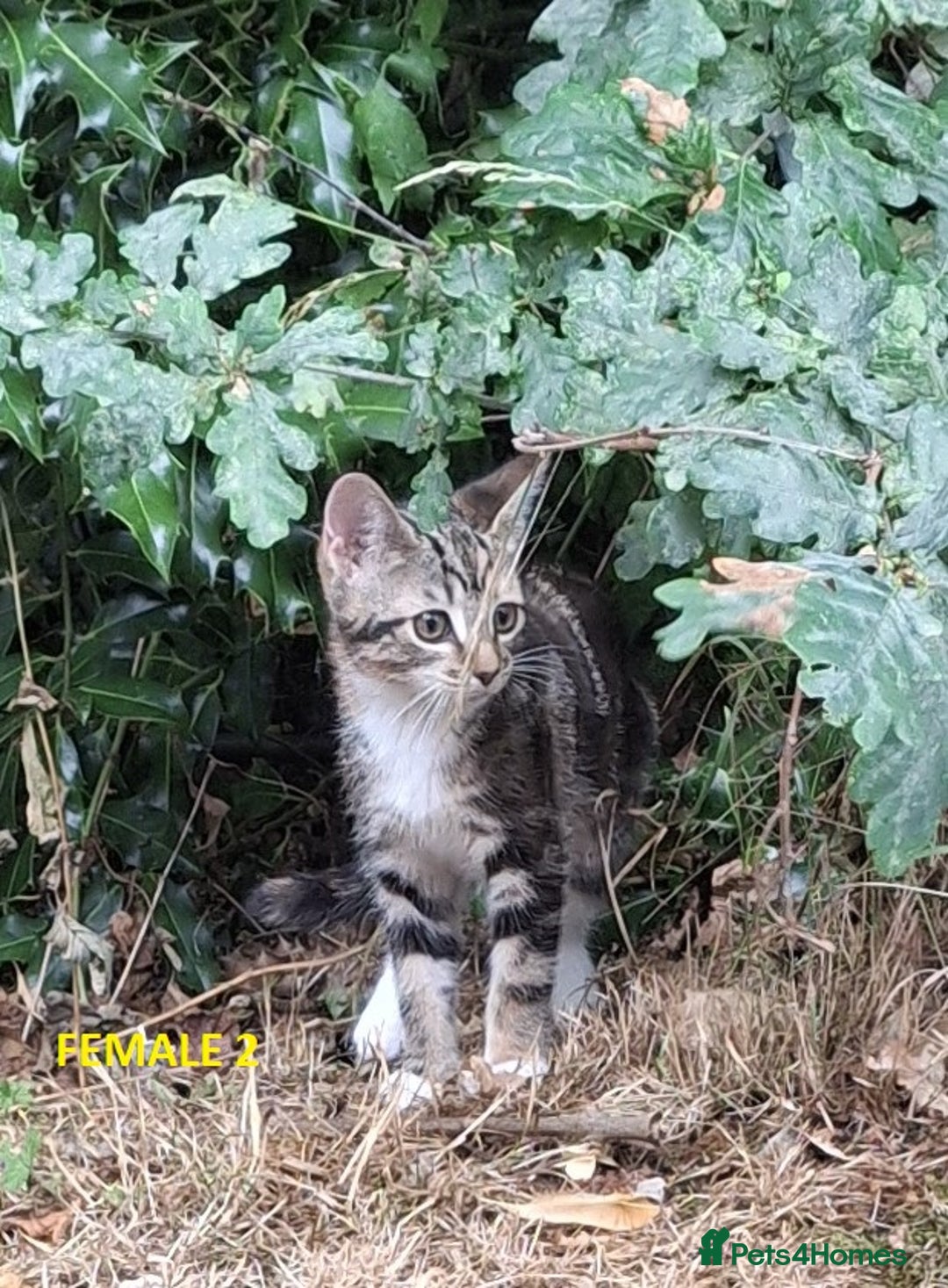 Mixed Breed cats for sale: Maine Coon X Kittens  in Coventry - Image 20