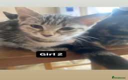 Mixed Breed cats for sale: two tabby’s  - Image 2