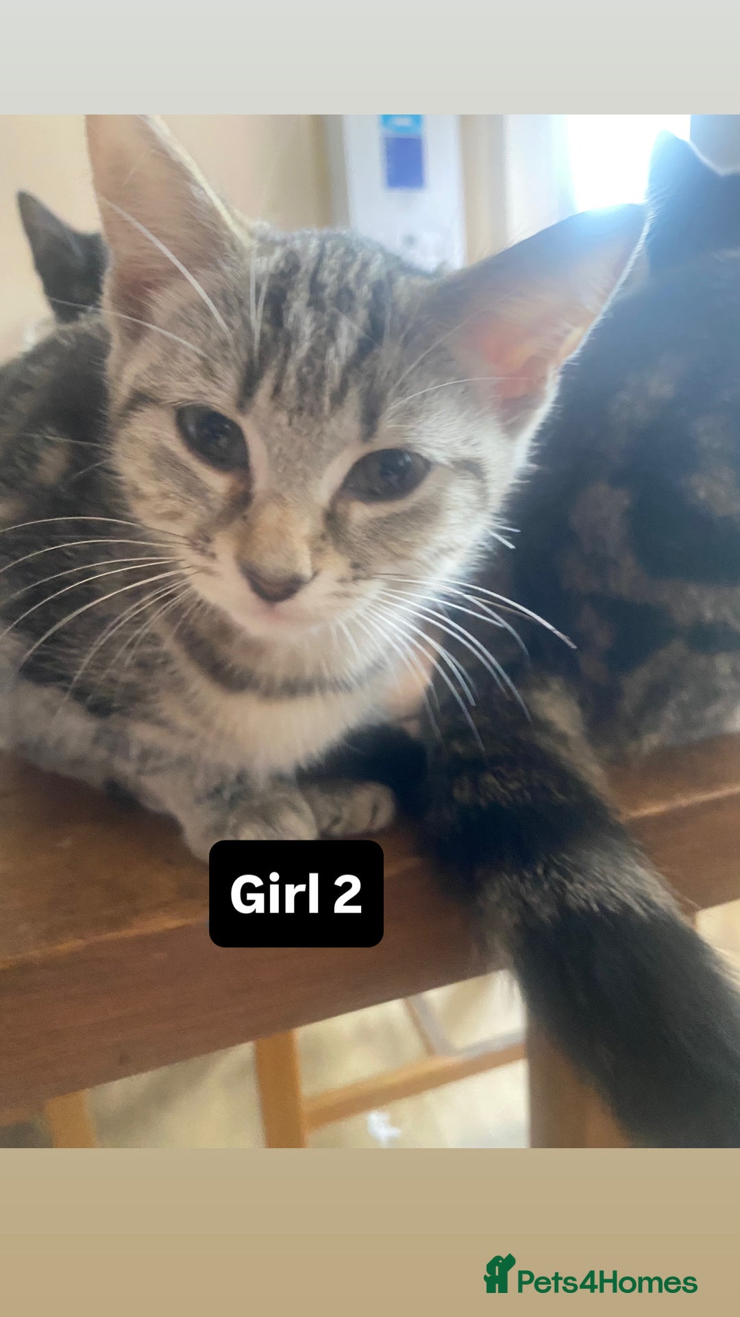 Mixed Breed cats for sale: two tabby’s  - Image 2