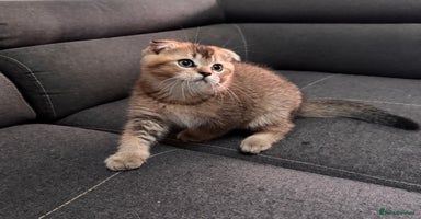 Scottish Fold cats - Advert 8
